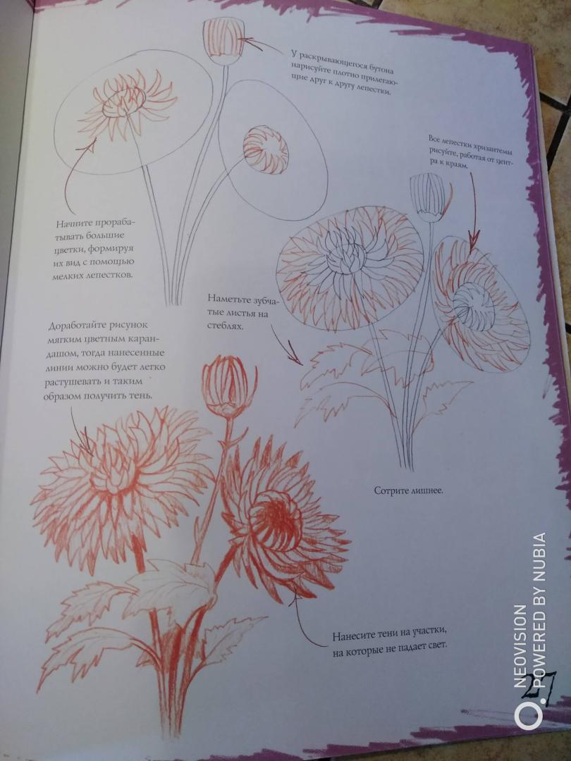 Иллюстрация 16 из 21 для Как рисовать. Цветы - Марк Берджин | Лабиринт - книги. Источник: Филифьонка