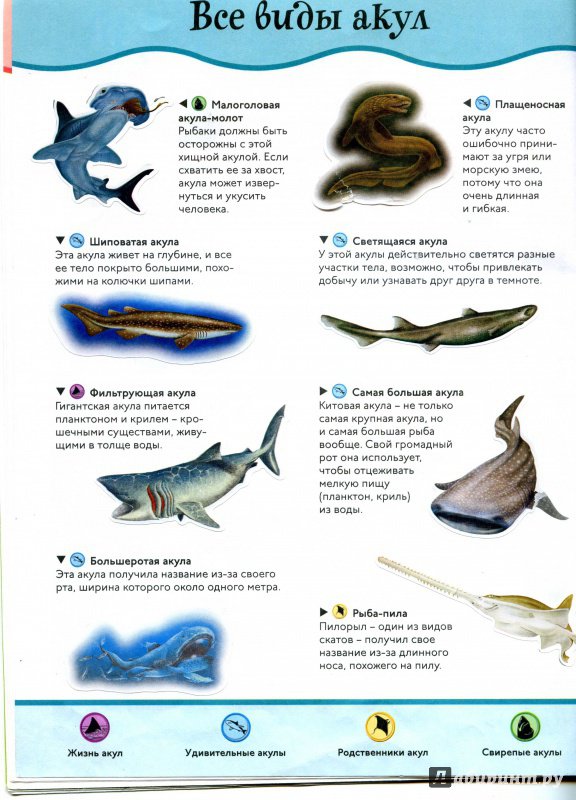 Иллюстрация 26 из 28 для Акулы | Лабиринт - книги. Источник: Полецкая  Яна