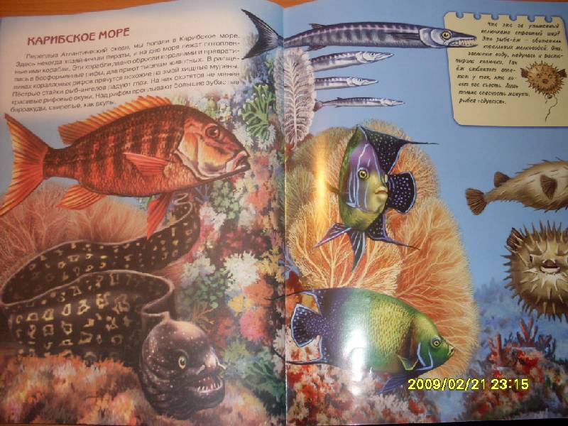 Иллюстрация 4 из 9 для Подводный мир. Книжки для любознательных - Юлия Школьник | Лабиринт - книги. Источник: Марта