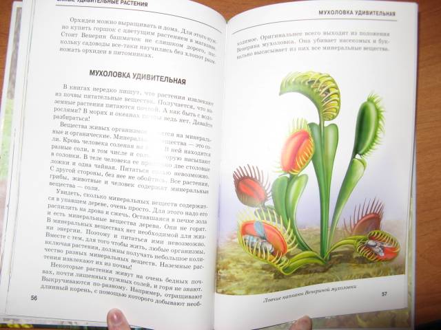 Иллюстрация 21 из 54 для Самые удивительные растения - Сергей Афонькин | Лабиринт - книги. Источник: varta