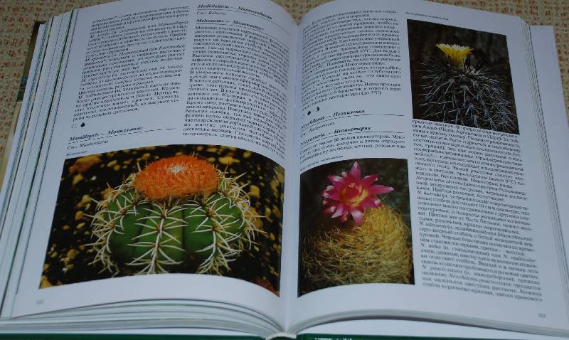 Иллюстрация 43 из 48 для Комнатные растения - Нико Вермейлен | Лабиринт - книги. Источник: МаRUSя