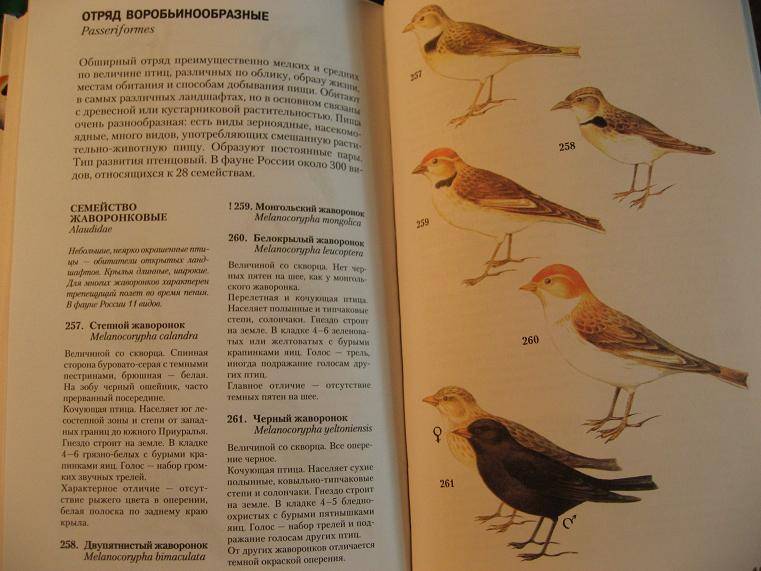 Иллюстрация 1 из 4 для Атлас-определитель птиц - Владимир Храбрый | Лабиринт - книги. Источник: Krofa