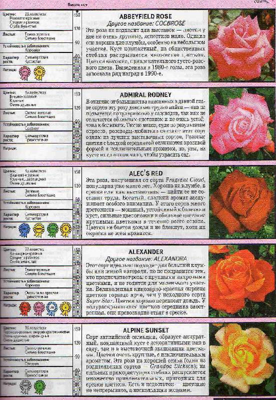 Иллюстрация 17 из 23 для Все о розах - Дэвид Хессайон | Лабиринт - книги. Источник: С  М В