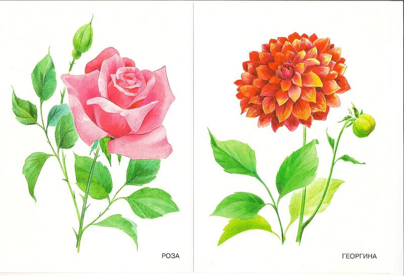 Иллюстрация 10 из 11 для Цветы. Наглядно-дидактическое пособие | Лабиринт - книги. Источник: farnor