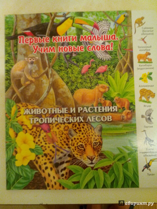 Иллюстрация 10 из 39 для Животные и растения тропических лесов | Лабиринт - книги. Источник: Валеева  Мария Федоровна