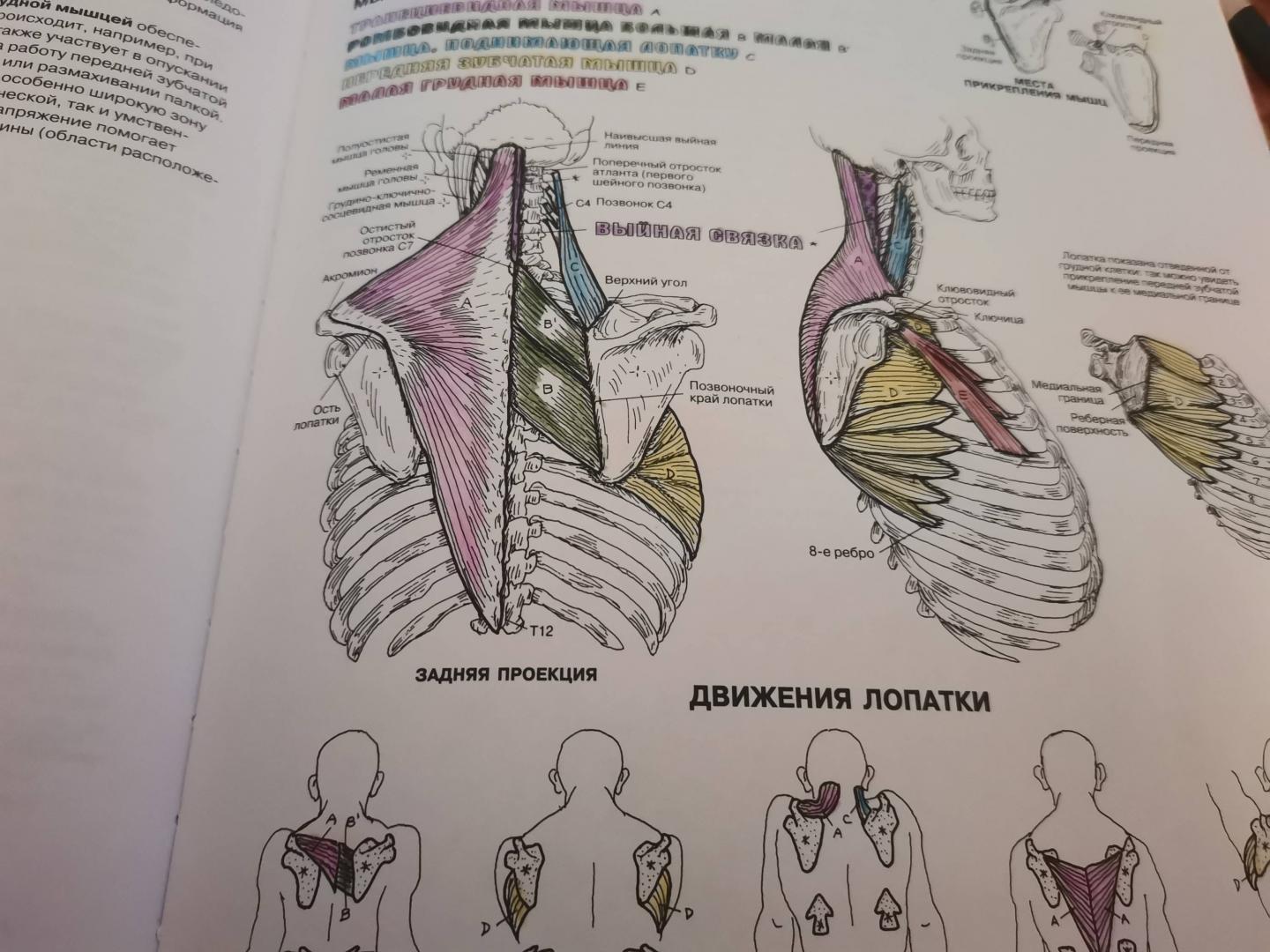Иллюстрация 63 из 65 для Анатомия человека. Атлас-раскраска - Элсон, Кэпит | Лабиринт - книги. Источник: Отоми