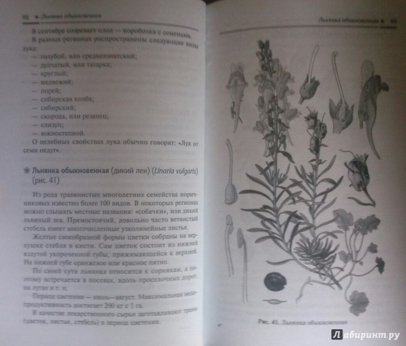 Иллюстрация 18 из 26 для Растения-медоносы - Николай Юраш | Лабиринт - книги. Источник: SiB