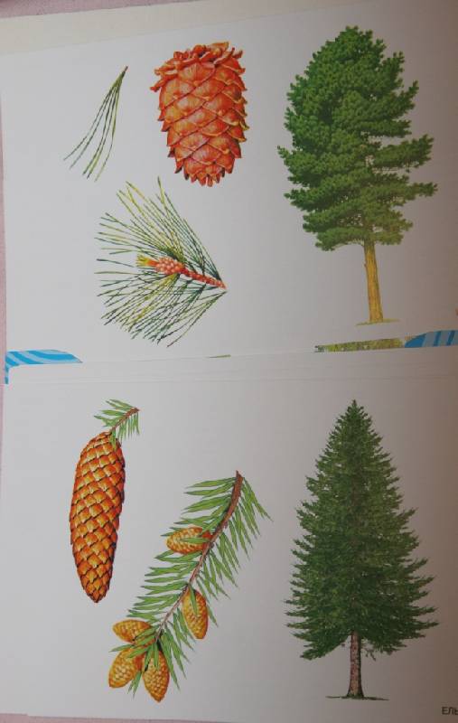 Иллюстрация 32 из 32 для Расскажите детям о деревьях | Лабиринт - книги. Источник: Котёнок по имени Гав