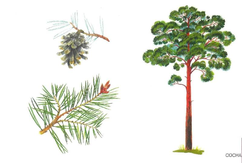 Иллюстрация 19 из 32 для Расскажите детям о деревьях | Лабиринт - книги. Источник: Юта