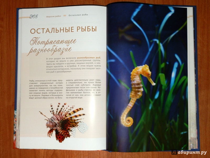 Иллюстрация 5 из 23 для Морской аквариум - Тристан Логер | Лабиринт - книги. Источник: Богданова  Лариса Николаевна