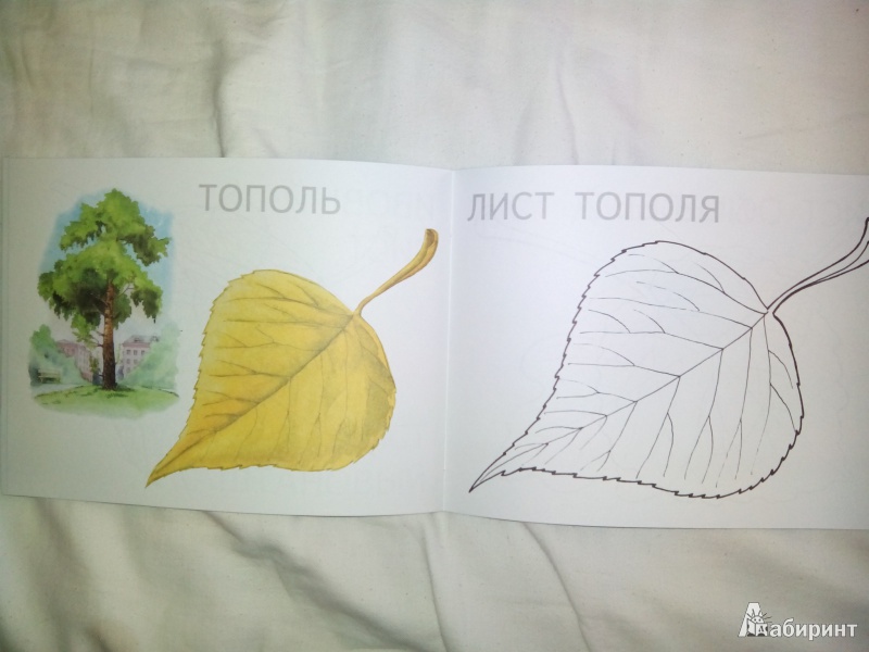 Иллюстрация 4 из 30 для Листья | Лабиринт - книги. Источник: Харченко  Ольга