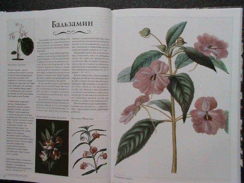 Иллюстрация 11 из 44 для Самые красивые цветы мира | Лабиринт - книги. Источник: Обычная москвичка