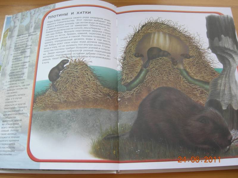 Иллюстрация 14 из 23 для Загадки животного мира - Элеонора Барзотти | Лабиринт - книги. Источник: Соловей