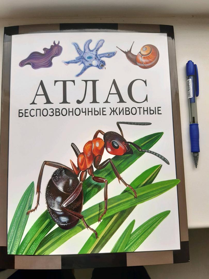 Иллюстрация 11 из 11 для Атлас. Беспозвоночные животные - Дольник, Козлов | Лабиринт - книги. Источник: YashinaOV
