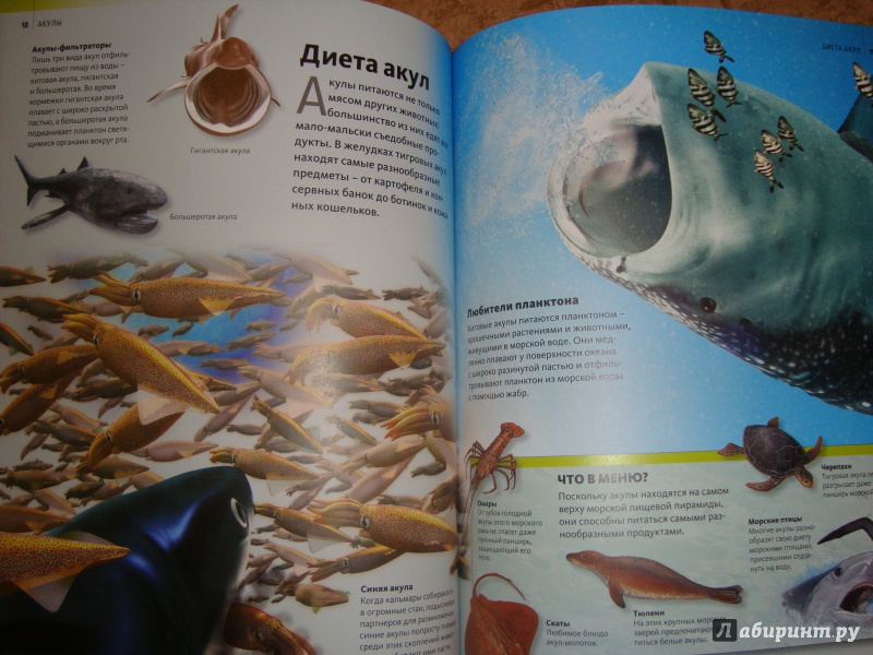 Иллюстрация 6 из 19 для Акулы | Лабиринт - книги. Источник: Ярославцева  Марина Викторовна