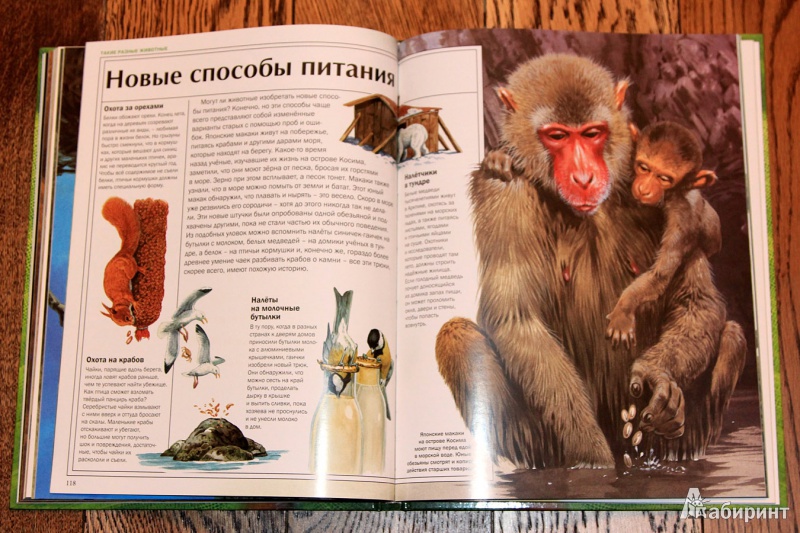 Иллюстрация 12 из 54 для Мир удивительных животных - Стоунхауз, Бертрам | Лабиринт - книги. Источник: St  Алла