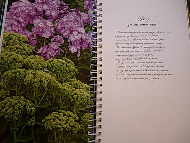 Иллюстрация 14 из 19 для Миллион цветов на вашем участке - Князева, Князева | Лабиринт - книги. Источник: Читательница.