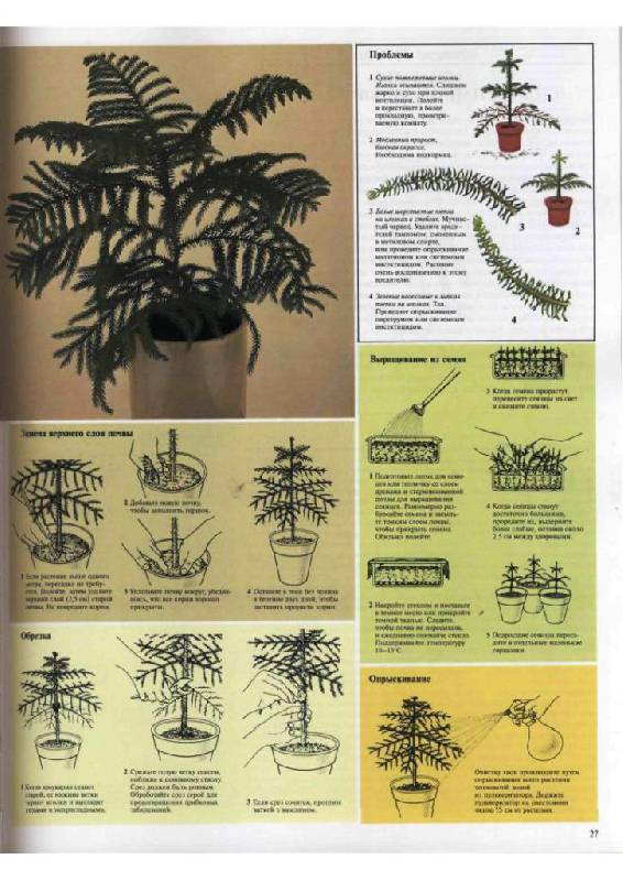Иллюстрация 8 из 23 для Самые распространенные комнатные растения - Дэвид Лонгман | Лабиринт - книги. Источник: Юта