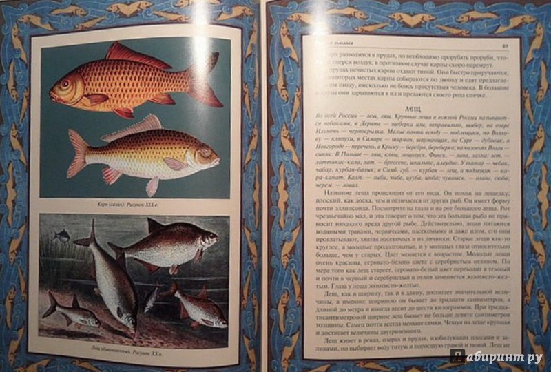 Иллюстрация 5 из 15 для Русская рыбалка | Лабиринт - книги. Источник: Елизовета Савинова