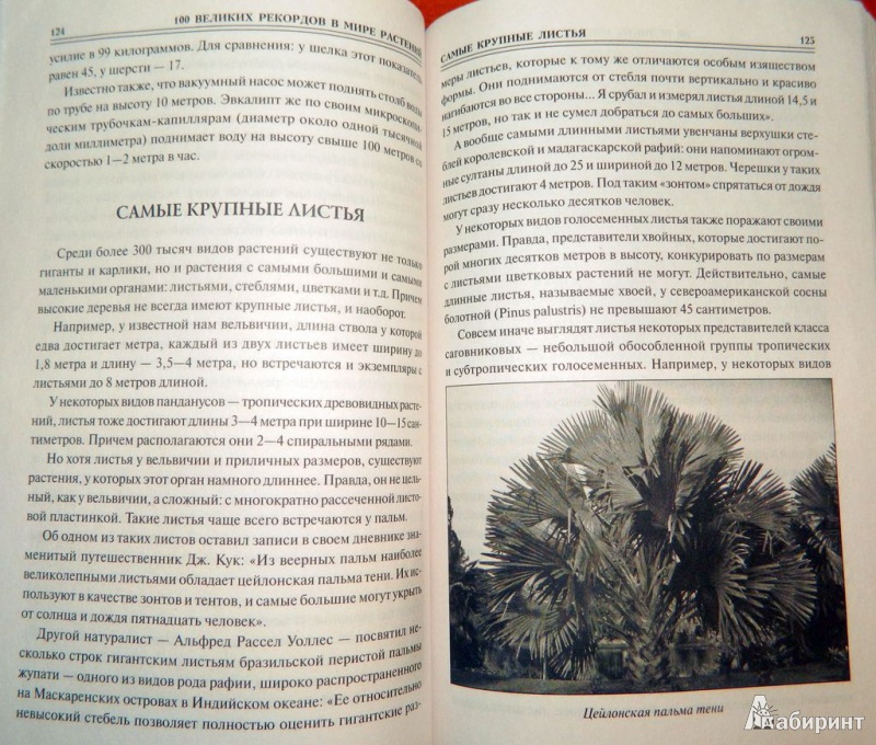 Иллюстрация 15 из 38 для Сто великих рекордов в мире растений - Анатолий Бернацкий | Лабиринт - книги. Источник: Мефи