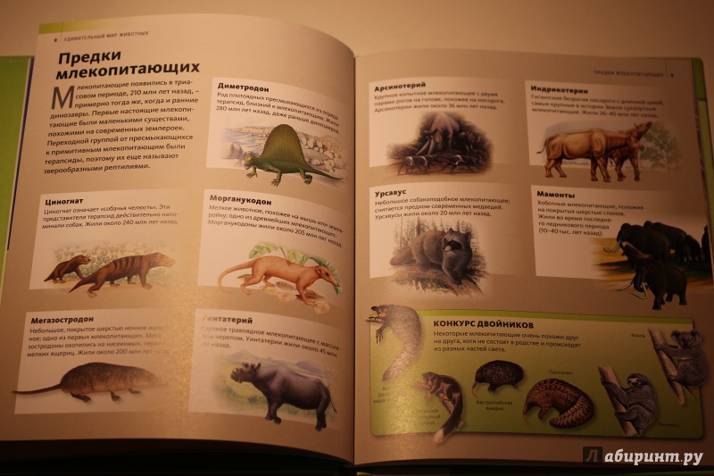 Иллюстрация 20 из 37 для Удивительный мир животных | Лабиринт - книги. Источник: AL980
