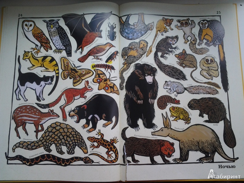 Иллюстрация 7 из 11 для Такие разные животные - Жоэль Жоливе | Лабиринт - книги. Источник: Петрикина  Анастасия