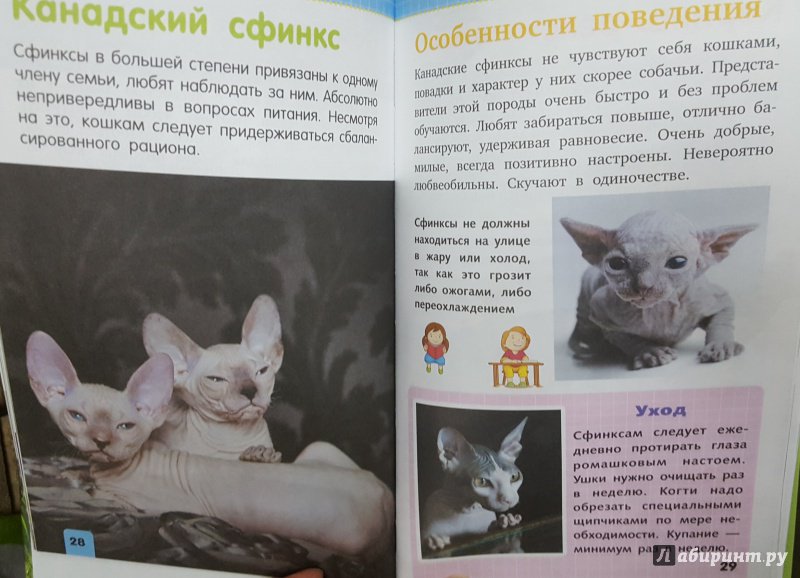 Иллюстрация 5 из 13 для Кошки и котята - Смирнов, Хомич | Лабиринт - книги. Источник: Теплова  Юлия