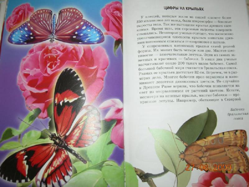 Иллюстрация 31 из 40 для Жуки и другие удивительные насекомые - Сергей Афонькин | Лабиринт - книги. Источник: Соловей