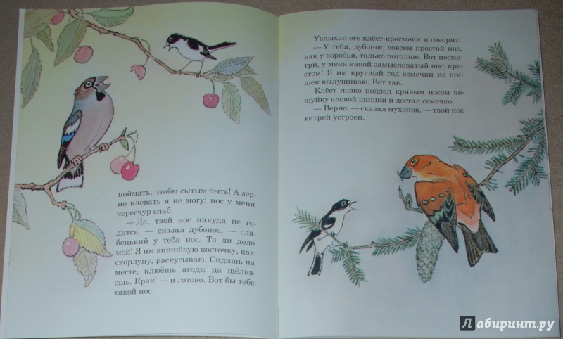 Иллюстрация 19 из 51 для Чей нос лучше - Виталий Бианки | Лабиринт - книги. Источник: Книжный кот