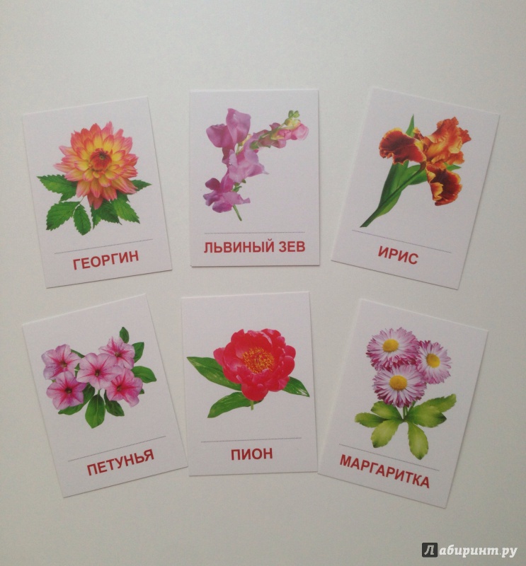 Иллюстрация 8 из 17 для Раздаточные карточки "Цветы садовые" (16 карточек) | Лабиринт - книги. Источник: Xikary