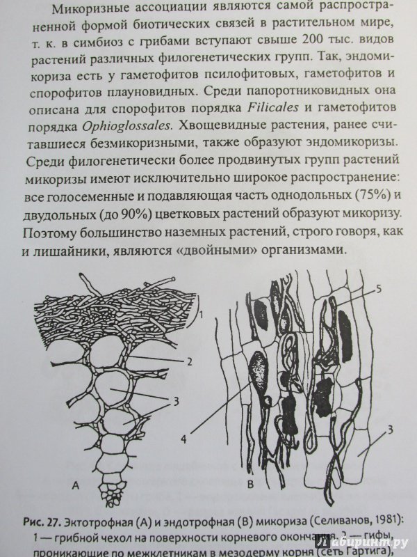 Иллюстрация 41 из 47 для Биологическое разнообразие: водоросли и грибы - Мухин, Третьякова | Лабиринт - книги. Источник: Алекс