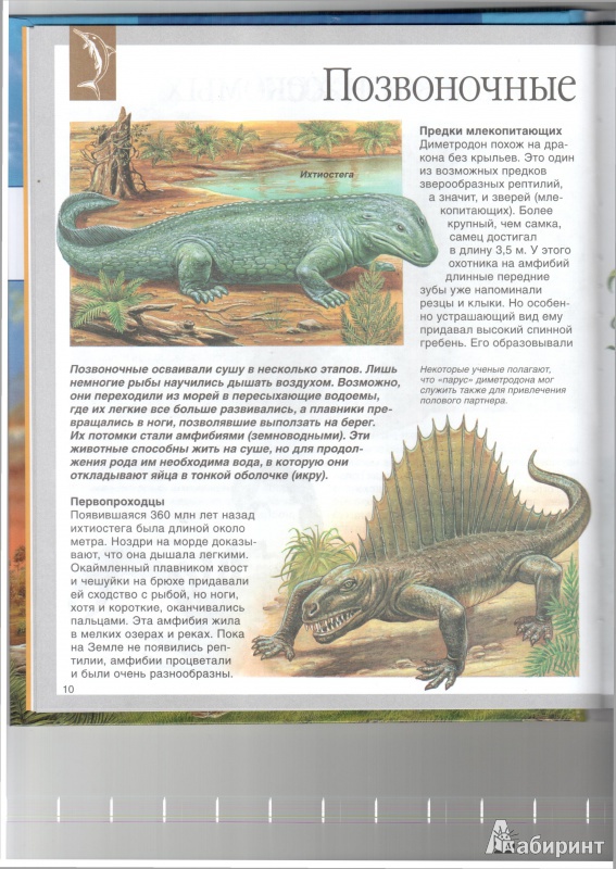 Иллюстрация 7 из 36 для Динозавры - Лора Камбурнак | Лабиринт - книги. Источник: Юлия Короткова