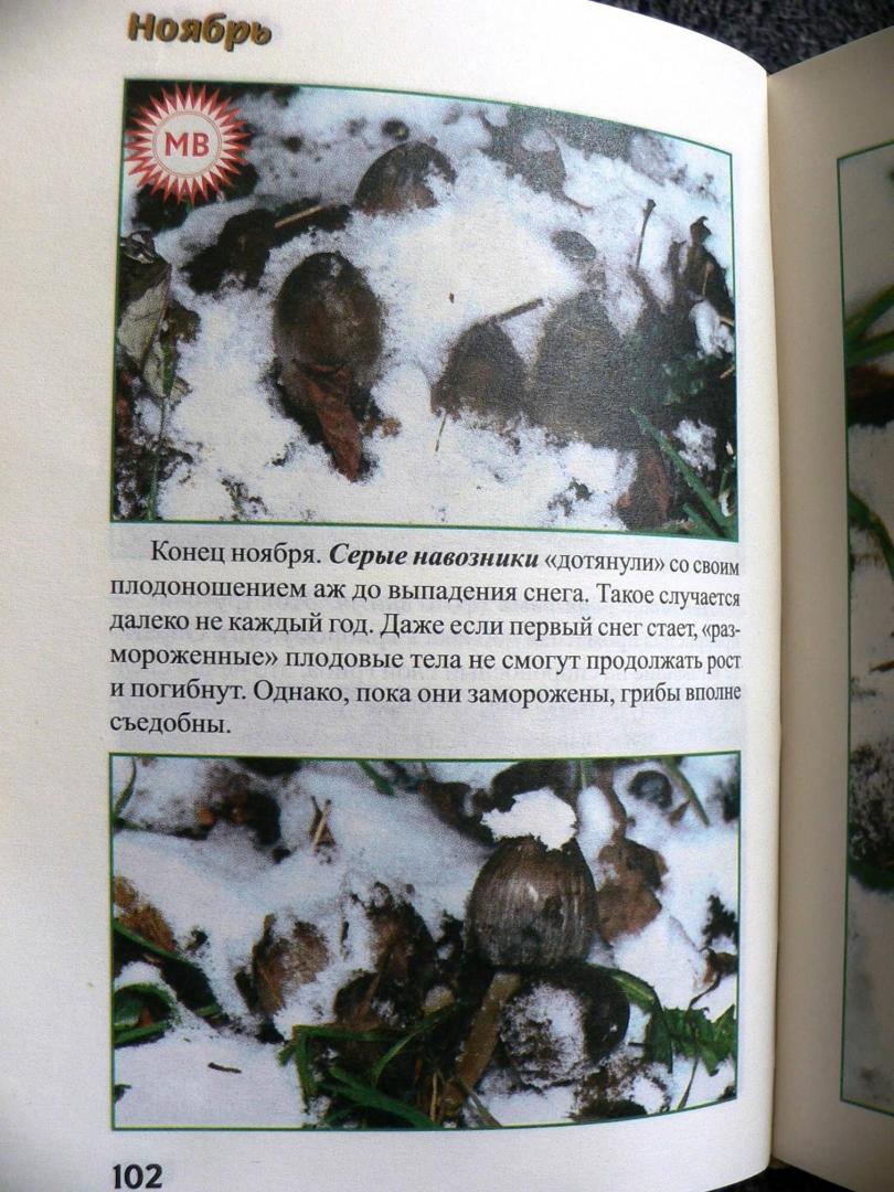 Иллюстрация 20 из 32 для За грибами с ноября по май - Михаил Вишневский | Лабиринт - книги. Источник: Mурaшкa