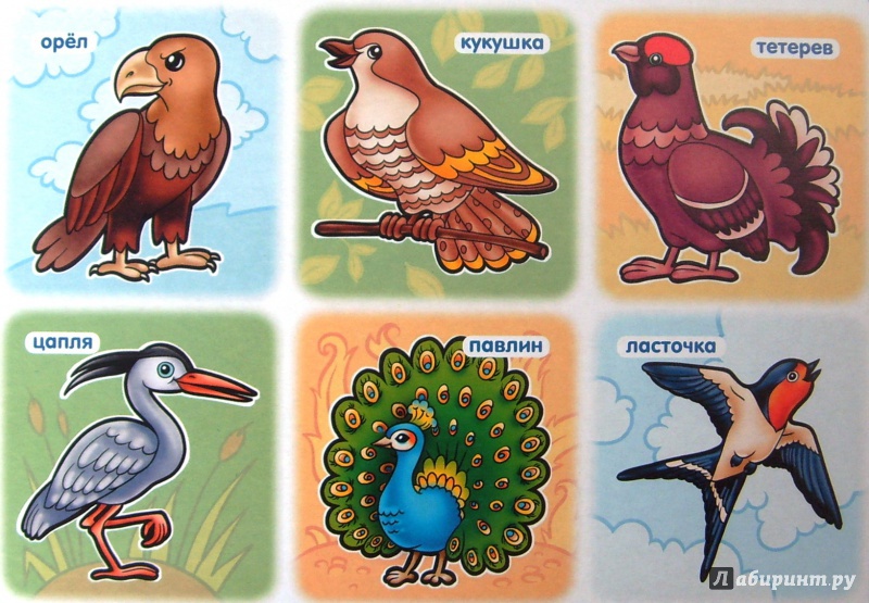Иллюстрация 5 из 7 для Развивающее лото. Птицы | Лабиринт - игрушки. Источник: Соловьев  Владимир