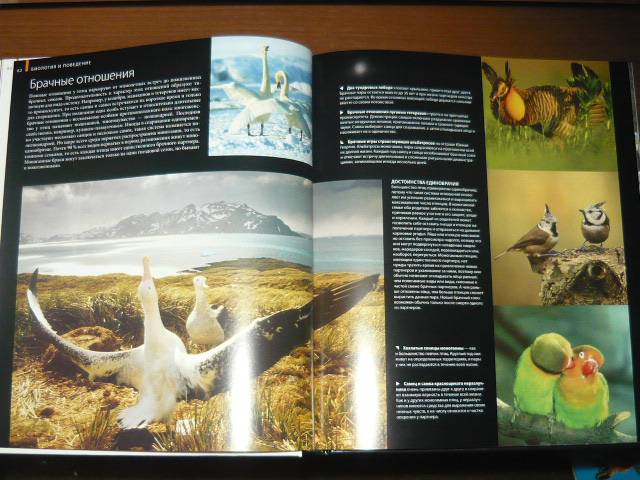 Иллюстрация 11 из 63 для Птицы - Джоанна Бургер | Лабиринт - книги. Источник: Ромашка:-)