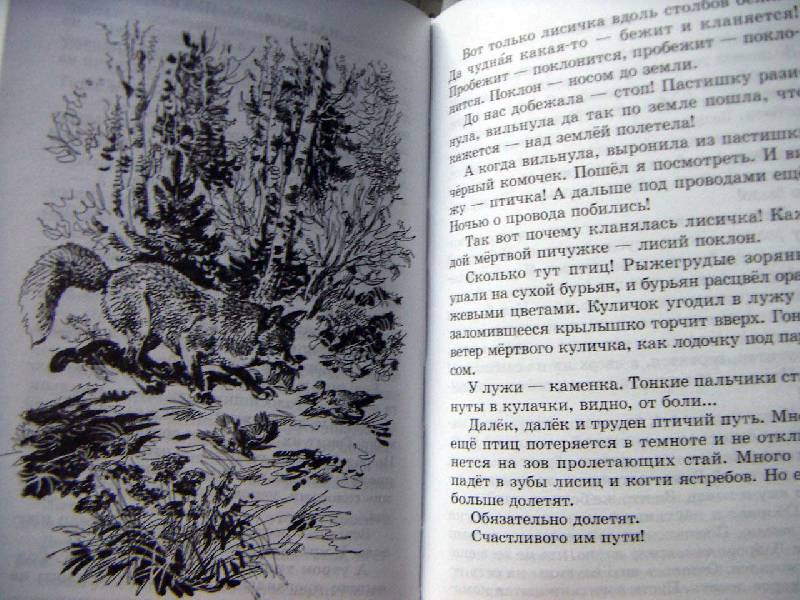 Иллюстрация 41 из 46 для Лесные тайнички - Николай Сладков | Лабиринт - книги. Источник: Алонсо Кихано