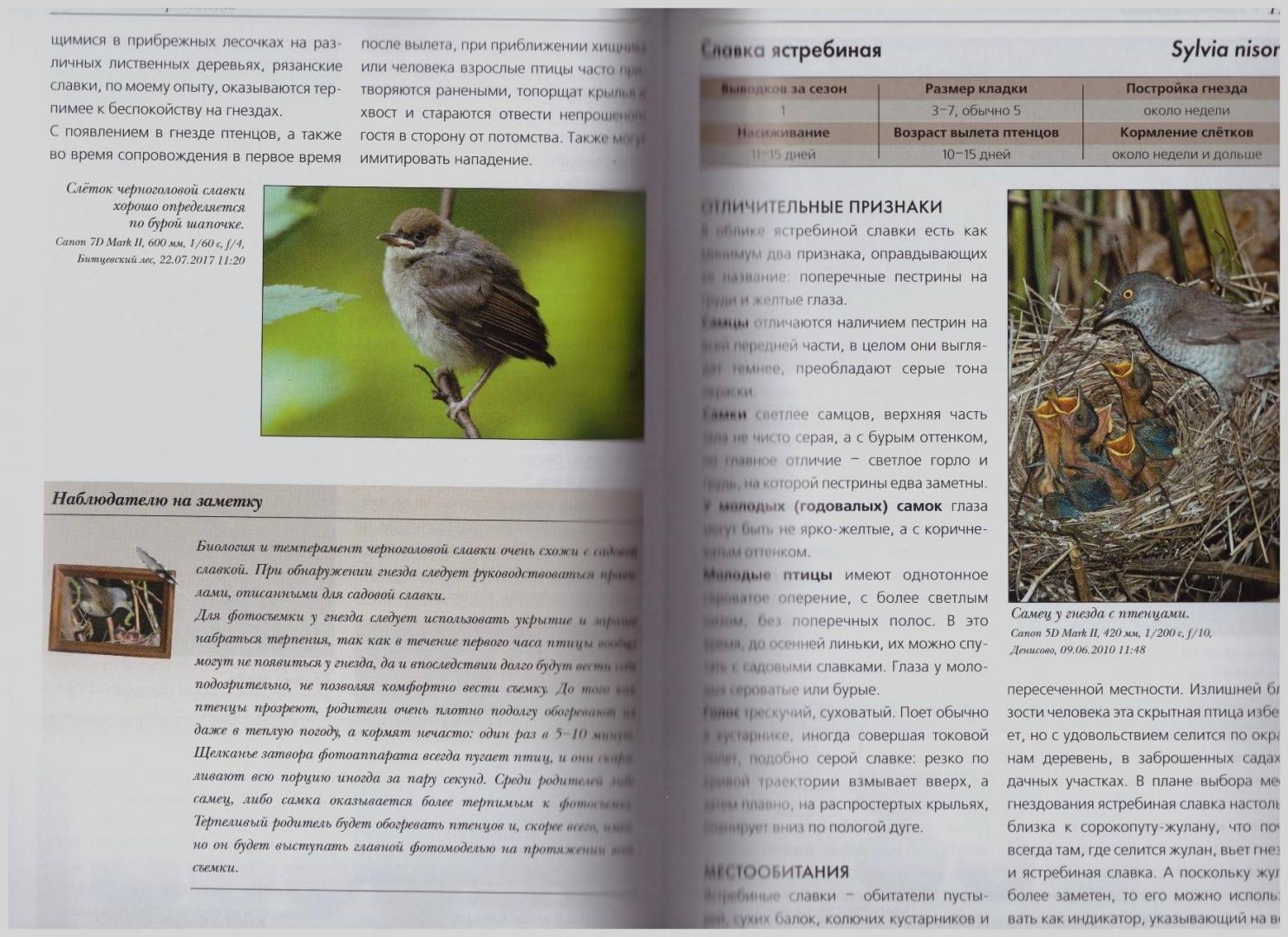 Иллюстрация 11 из 46 для Жизнь и поведение птиц - Василий Вишневский | Лабиринт - книги. Источник: LanaEr
