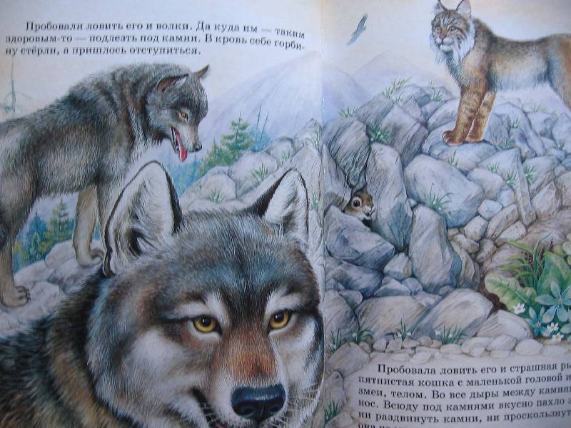 Иллюстрация 70 из 87 для Сказки о родной природе - Бианки, Сладков, Шим | Лабиринт - книги. Источник: Зайчик