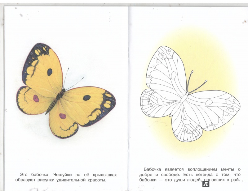 Иллюстрация 16 из 31 для Раскраска. Раскрашиваем и учимся. Насекомые | Лабиринт - книги. Источник: Никед