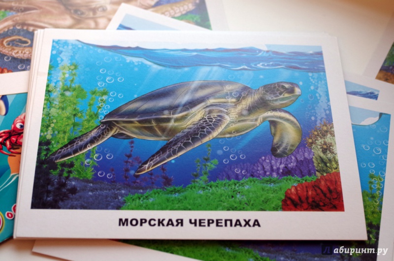 Иллюстрация 25 из 32 для Обитатели морей и океанов | Лабиринт - игрушки. Источник: Шувалова  Юлия Сергеевна