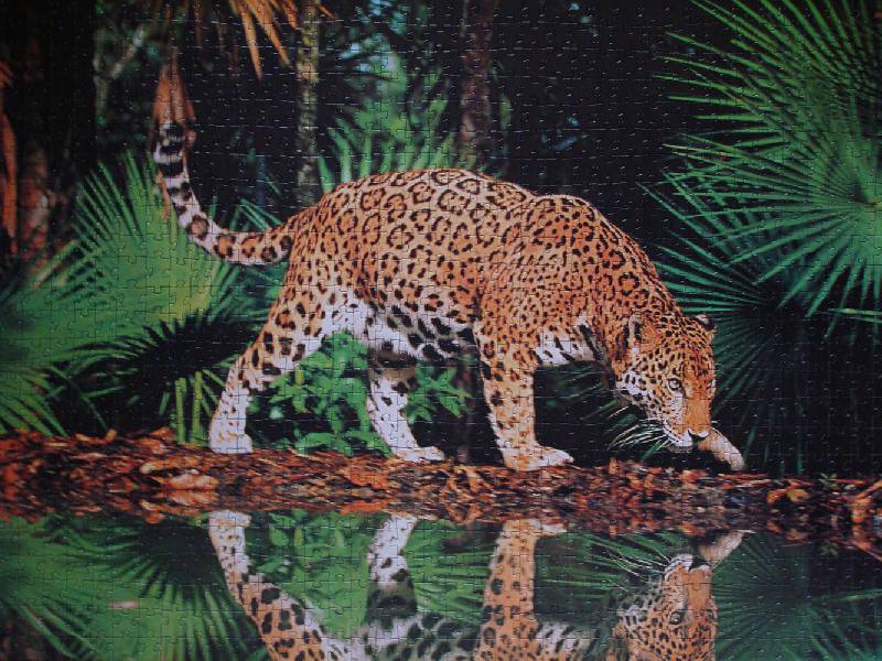 Иллюстрация 2 из 6 для Step Puzzle-1000 79011 Леопард у воды | Лабиринт - игрушки. Источник: ЛиС-а