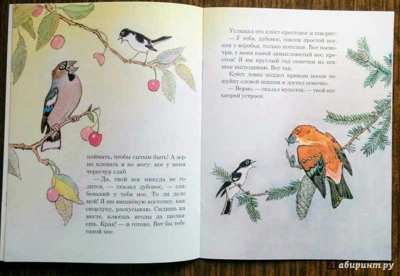 Иллюстрация 44 из 51 для Чей нос лучше - Виталий Бианки | Лабиринт - книги. Источник: Natalie Leigh