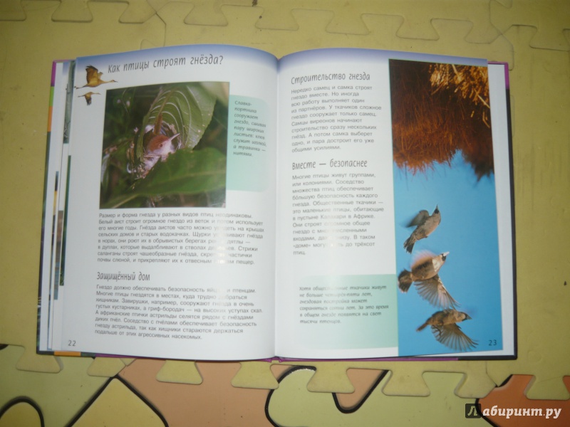 Иллюстрация 12 из 20 для Жизненный цикл птиц - Майк Ануин | Лабиринт - книги. Источник: Костина  Наталья Алексеевна