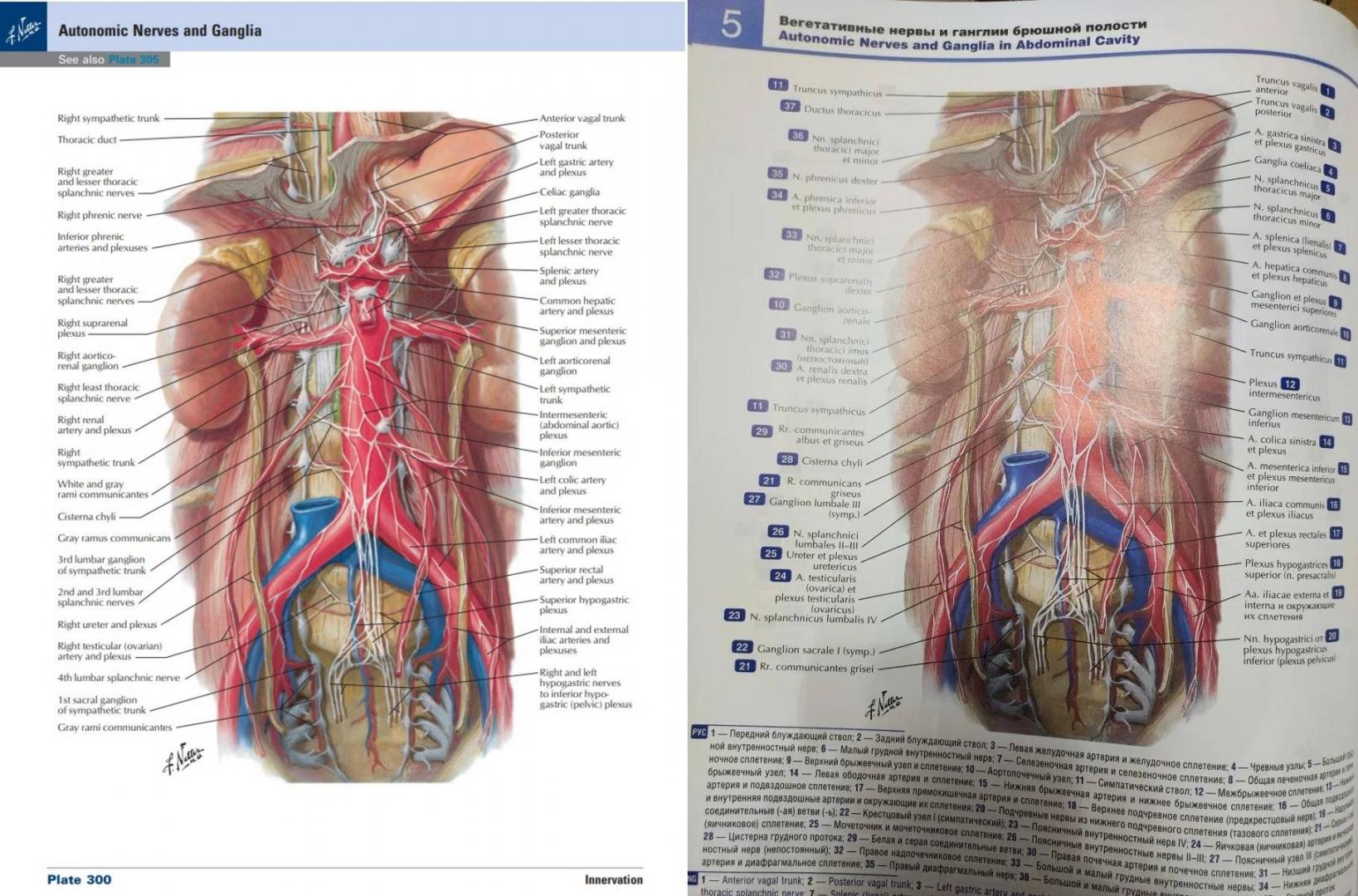 Иллюстрация 50 из 50 для Атлас анатомии человека - Фрэнк Неттер | Лабиринт - книги. Источник: Лабиринт