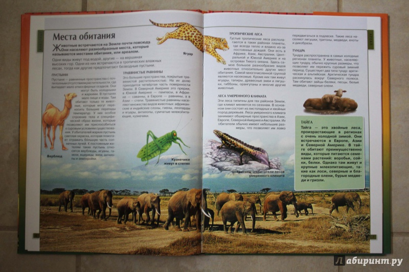 Иллюстрация 22 из 29 для Калейдоскоп знаний. Животные | Лабиринт - книги. Источник: P.  A.
