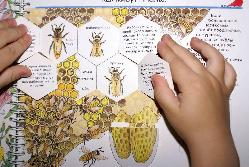 Иллюстрация 38 из 41 для Кто такие насекомые - Ангела Вайнхольд | Лабиринт - книги. Источник: РИВА