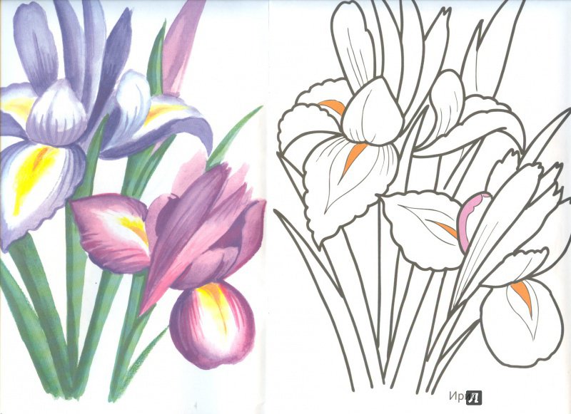 Иллюстрация 3 из 16 для Цветы садовые | Лабиринт - книги. Источник: Яровая Ирина