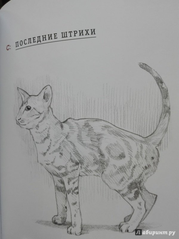 Иллюстрация 17 из 18 для Рисуем кошку за 15 минут - Джек Спайсер | Лабиринт - книги. Источник: Сафиулина  Юлия