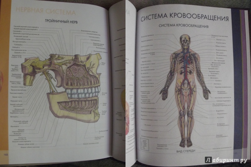 Иллюстрация 19 из 32 для Большой атлас анатомии человека | Лабиринт - книги. Источник: Miss Panda Panona