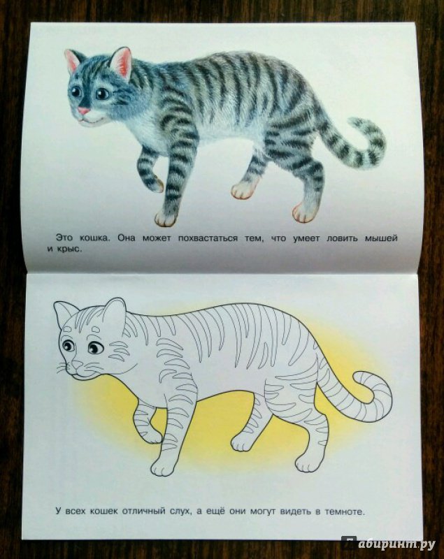 Иллюстрация 25 из 29 для Раскраска. Раскрашиваем и учимся. Домашние животные | Лабиринт - книги. Источник: Natalie Leigh